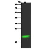 RBP4 Recombinant Rabbit Monoclonal Antibody (001)
