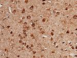 LIMP2 Antibody in Immunohistochemistry (Paraffin) (IHC (P))