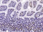 Syndecan 4 Antibody in Immunohistochemistry (Paraffin) (IHC (P))