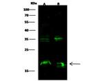 Syndecan 4 Recombinant Rabbit Monoclonal Antibody (112)