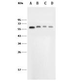 E-selectin Recombinant Rabbit Monoclonal Antibody (015)