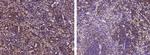 SLAMF8 Recombinant Rabbit Monoclonal Antibody (242)