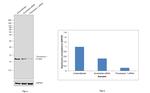 Thioredoxin 1 Antibody in Western Blot (WB)