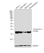 Thioredoxin 1 Antibody in Western Blot (WB)
