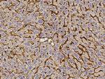 Vitronectin Recombinant Rabbit Monoclonal Antibody (019)