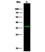IGFBP2 Antibody in Western Blot (WB)