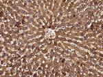 CD297 Antibody in Immunohistochemistry (Paraffin) (IHC (P))