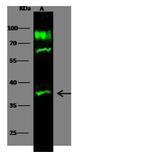 IL20RB Antibody in Western Blot (WB)