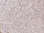 MOG Antibody in Immunohistochemistry (Paraffin) (IHC (P))