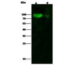 Influenza H1N1 HA (A/California/04/2009) Recombinant Rabbit Monoclonal Antibody (10)