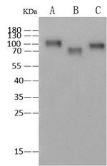 Influenza A H3N2 HA Monoclonal Antibody (3D6B3F5)