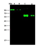 Swine Influenza H1N1 NA (strain Swine Flu 2009) Monoclonal Antibody (2F10E12G1)