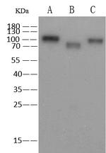 Influenza A H1N1 HA Monoclonal Antibody (2F1A7)