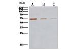 MERS Coronavirus NP Monoclonal Antibody (10)