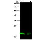 Ebola Virus NP (subtype Zaire, strain H.sapiens-wt/GIN/2014/Kissidougou-C15) Monoclonal Antibody (07)
