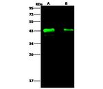 Ebola Virus VP40 (subtype Zaire, strain H.sapiens-wt/GIN/2014/Kissidougou-C15) Monoclonal Antibody (04)