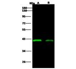 Ebola Virus VP40 (subtype Sudan, strain Gulu) Monoclonal Antibody (09)
