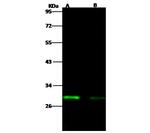 Ebola Virus VP24 (subtype Bundibugyo, strain Uganda 2007) Monoclonal Antibody (01)