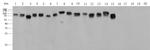 Influenza A HA Recombinant Rabbit Monoclonal Antibody (2)