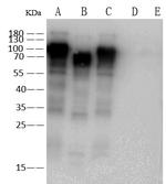 Influenza A HA Antibody in Western Blot (WB)