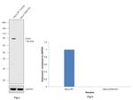 CD44 Antibody in Western Blot (WB)