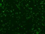 CD86 Recombinant Rabbit Monoclonal Antibody (103)