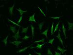 COMMD9 Monoclonal Antibody (04)