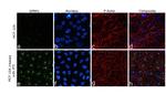 SFRP1 Recombinant Rabbit Monoclonal Antibody (024)