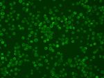 TNFRSF14 Recombinant Rabbit Monoclonal Antibody (028)