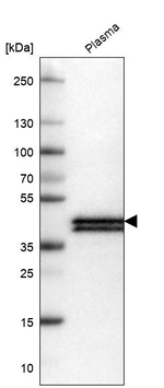 Apolipoprotein L1 Monoclonal Antibody (CL0170)