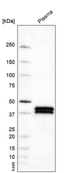 Apolipoprotein L1 Antibody in Western Blot (WB)