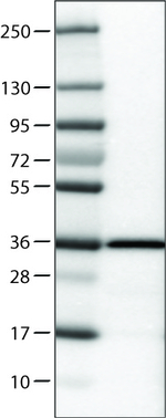 Emerin Antibody in Western Blot (WB)