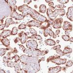 Emerin Antibody in Immunohistochemistry (Paraffin) (IHC (P))