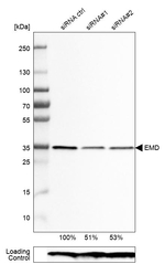 Emerin Antibody in Western Blot (WB)