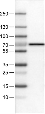 SLC27A5 Antibody in Western Blot (WB)