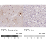 FABP7 Antibody in Immunohistochemistry (Paraffin) (IHC (P))