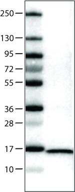 FABP7 Antibody in Western Blot (WB)