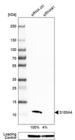 S100A4 Antibody