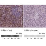 S100A4 Antibody