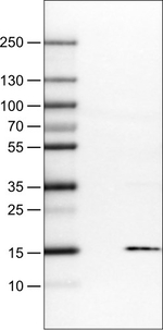 S100A4 Antibody in Western Blot (WB)