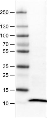 S100A4 Antibody in Western Blot (WB)