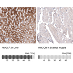 HMGCR Monoclonal Antibody (CL0259)