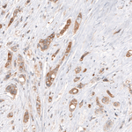 HMGCR Antibody in Immunohistochemistry (Paraffin) (IHC (P))
