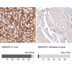 HMGCR Monoclonal Antibody (CL0260)