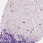 SCGN Antibody in Immunohistochemistry (Paraffin) (IHC (P))