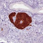 SCGN Antibody in Immunohistochemistry (Paraffin) (IHC (P))