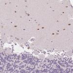 SCGN Antibody in Immunohistochemistry (Paraffin) (IHC (P))
