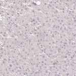 SCGN Antibody in Immunohistochemistry (Paraffin) (IHC (P))