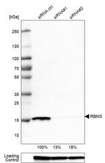 RBM3 Antibody