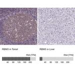 RBM3 Antibody